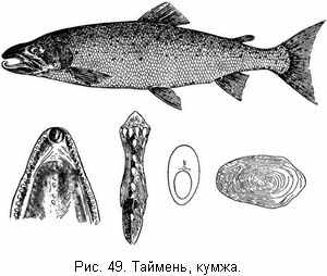 Таймень, кумжа