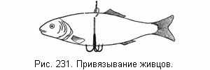 Привязывание живцов
