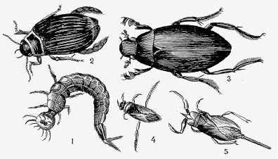 Личинка жука плавунца рисунок